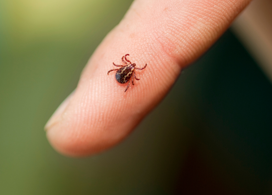 Ticks in Virginia: Risks and Prevention Tips
